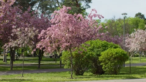 Spring forest cherry pink flowers branch blooming plant Stock Footage 241506867