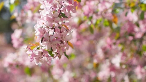 Spring forest cherry pink flowers branch blooming plant Video stock 241507384