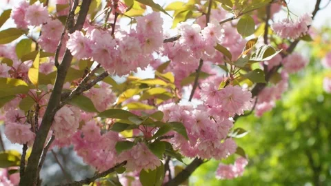 Spring forest cherry pink flowers branch blooming plant Video stock 241507652