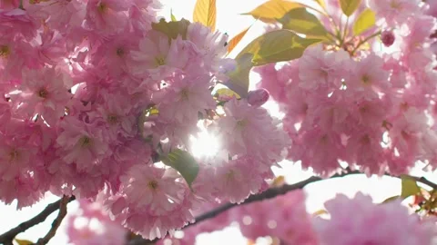 Spring forest cherry pink flowers branch blooming plant Stock Footage 241507902