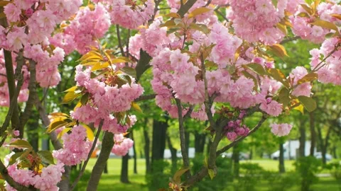 Spring forest cherry pink flowers branch blooming plant Stock Footage 241508223