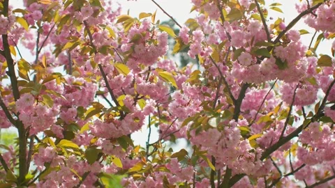 Spring forest cherry pink flowers branch blooming plant Stock Footage 241508682
