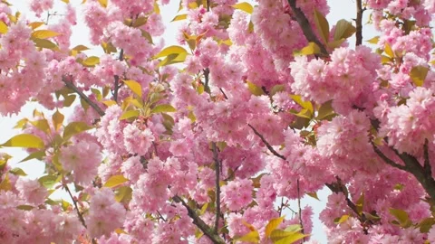 Spring forest cherry pink flowers branch blooming plant Stock Footage 241588914