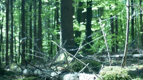 Spring Forest close-up 動画素材 129257921