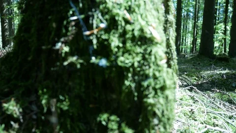 Spring Forest close up 動画素材 129260864