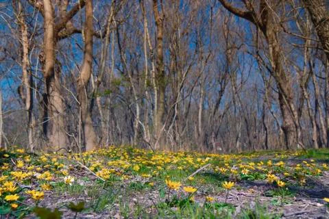 Spring forest covered with daffodils Stock Photos