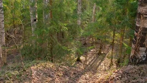 Spring forest covered by dry foliage, birch and pine trees, natural background. Stock Footage 135993344