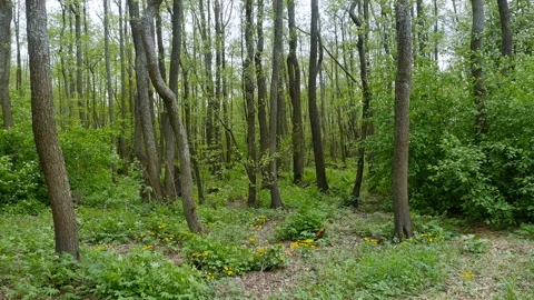 Spring forest covered with young green leaves Stock Footage 154647697