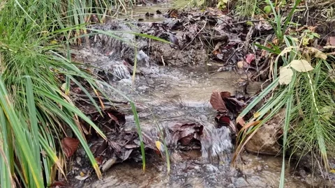 Spring forest creek surrounded by lush green vegetation and foliage Stock Footage 323439890