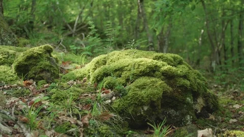 Spring forest at dawn. Stones covered with green moss in the light of the Stock Footage 258479892