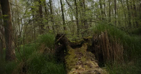 Spring forest at dawn. Valley of 3 ponds in Katowice, Poland. 8K from 12K Stock Footage 193054446