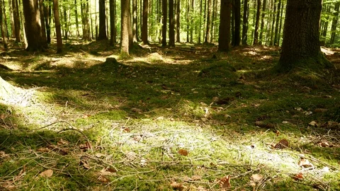 Spring Forest descending shot 動画素材 129389231