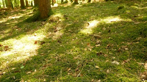 Spring Forest descending slider-shot 動画素材 129308582
