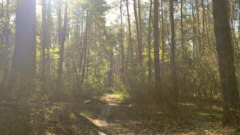Spring forest. Dirt path between tall trees in the forest on a sunny spring day Stock Footage 311068833