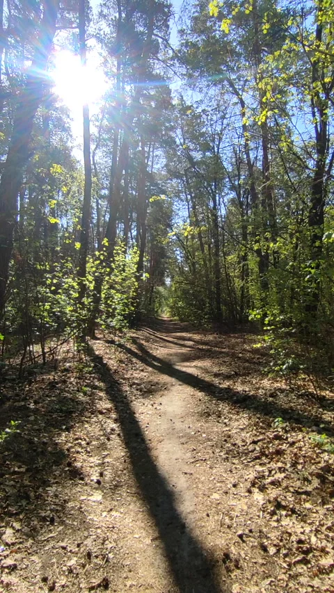 Spring forest Dirt path between tall trees forest on a sunny spring day Vertical Stock Footage 311069079