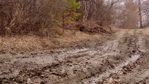 Spring in forest, dirt roads wind between trees. The video captures the essence Stock Footage 278138347