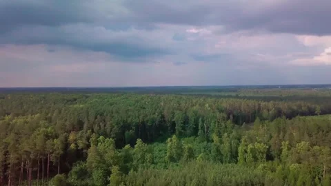 Spring forest from drone. 4k aerial. Stock Footage 277217462