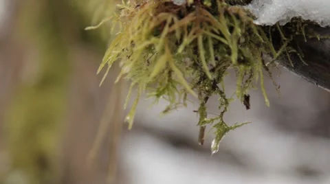 Spring, forest drops. 動画素材 48340583