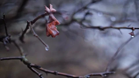 Spring Forest Drops Stock Footage 102174164