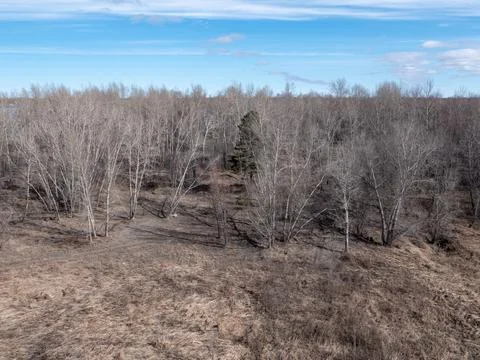 Spring forest with dry grass and leafless trees under blue sky natural landsc 库存照片