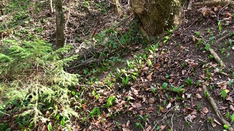 Spring forest in the early morning 库存影片 106026614