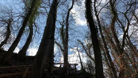 Spring forest in the early morning 動画素材 106027560