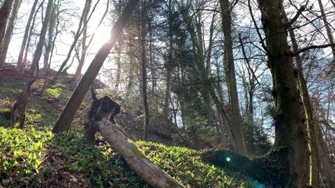 Spring forest in the early morning Stock Footage 106027654