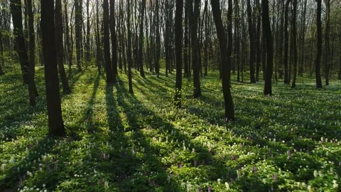 Spring forest. The earth is covered with blooming wild flowers corydalis cava Video stock 153406080