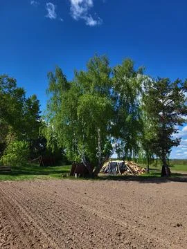 Spring forest edge with trees and a tent Stock Photos