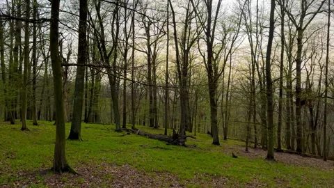 Spring Forest In The Evening Stock Footage 270521236