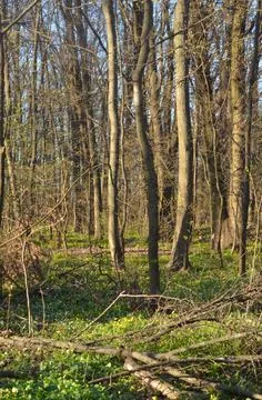 Spring forest in the evening Stock Photos
