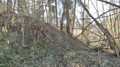 Spring forest in the evening at sunset Stock Footage 332622284
