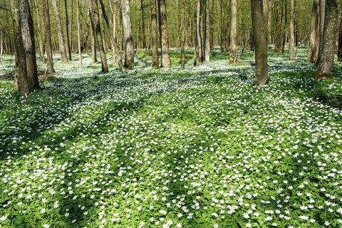 Spring forest. fabulous forest covered with a carpet of white anemone flowers Stock Photos