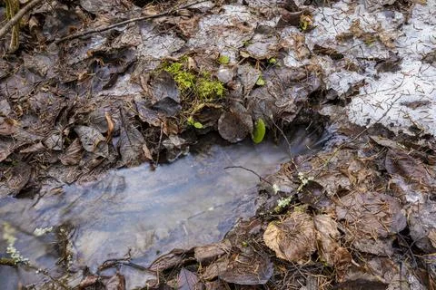 Spring forest with fallen trees and a stream Stock Photos