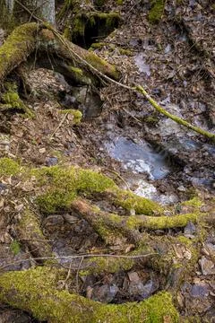Spring forest with fallen trees and a stream Stock Photos