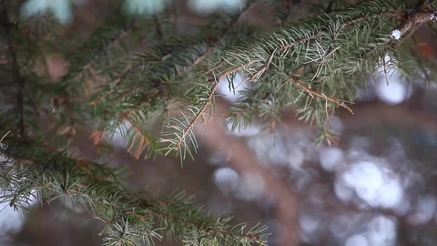 Spring forest fir tree hd footage Stock Footage 102949008