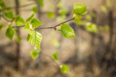 Spring forest, the first foliage. Stock Photos