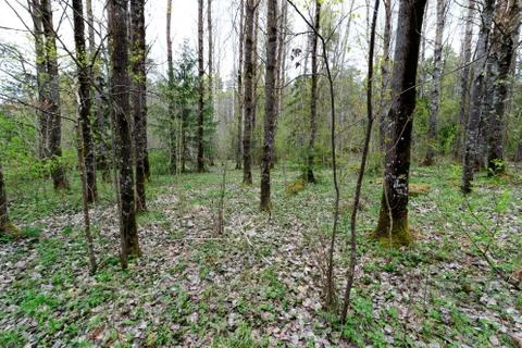 Spring forest with the first grass Stock Photos