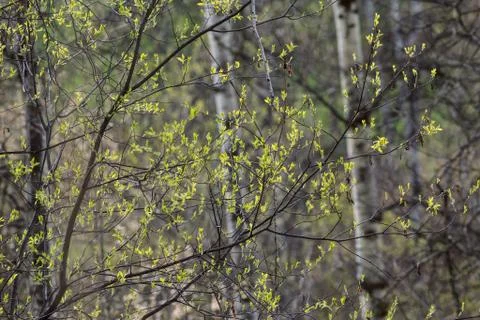 In the spring forest, the first leaves bloom on the trees Stock-Fotos