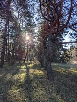 Spring forest. the first spring grass in the forest. shadows from trees. Mo.. Foto stock