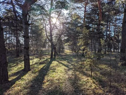 Spring forest. the first spring grass in the forest. shadows from trees. Mo.. 写真素材