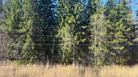 The spring forest floats outside the train window Stock Footage 335726626