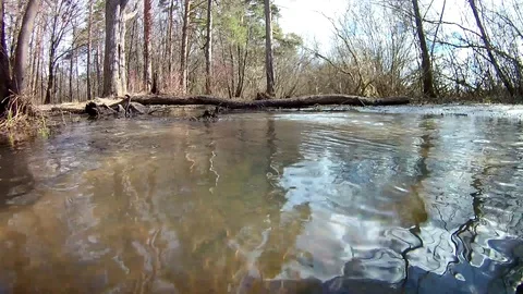 Spring Forest Flood Looped Stock Footage 102912809