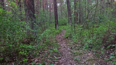 Spring Forest Floor Walking Shot Stock-Footage 334098393