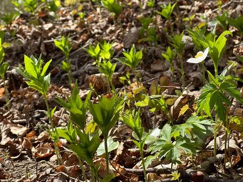 Spring Forest Floor with White Anemone and Fresh Green Shoots Stock Photos