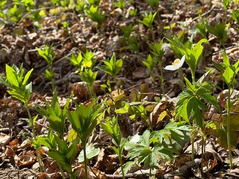 Spring Forest Floor with White Anemone Flower in Sunlight Stock Photos