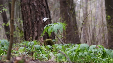 In the spring forest, a flower with white petals blooms, anemne nemorsa. Video stock 129471237