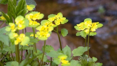 Spring. Forest flowers bloom in the woods by the stream. Stockbeeldmateriaal 129759836