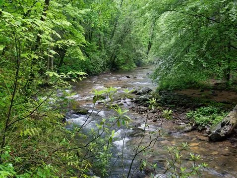 Spring forest with flowing river 写真素材