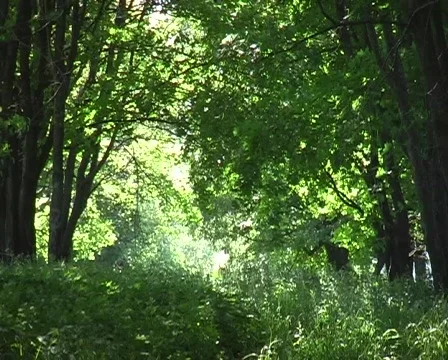 Spring forest Stock Footage 295569